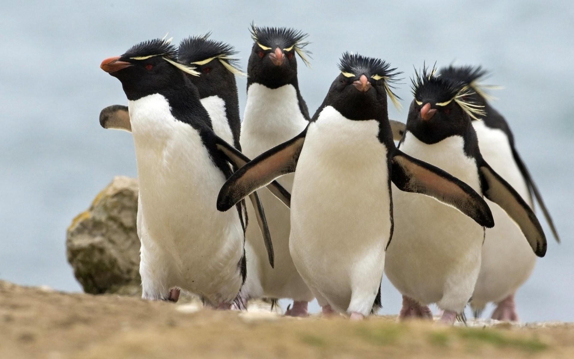 Rockhopper Penguin Stock Photo - Download Image Now - Snares