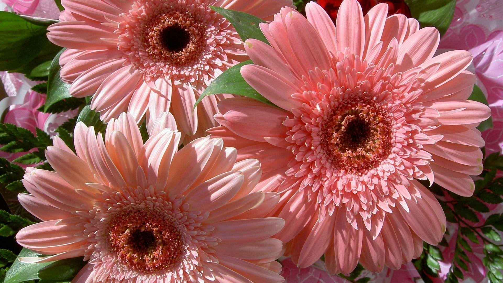 Close-up of vibrant pink gerbera daisies in full bloom, showcasing delicate petals and green leaves, captured in HD for a nature-inspired desktop wallpaper.