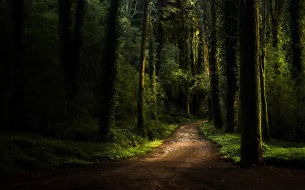 A dark green forest with tall trees lining a man-made path, captured in high-definition as a nature-themed PC desktop wallpaper.