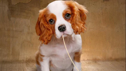HD desktop wallpaper featuring a cute Cavalier King Charles Spaniel puppy with a spaghetti strand in its mouth. The adorable dog's expressive eyes and soft fur make this image a charming background.