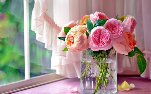Man Made Flower Rose Vase Window Curtain Pink Flower HD Wallpaper | Background Image