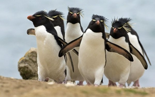 Animal Penguin Birds Penguins Bird Rockhopper Penguin HD Wallpaper | Background Image