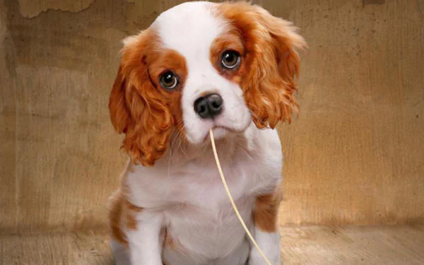 HD desktop wallpaper featuring a cute Cavalier King Charles Spaniel puppy with a spaghetti strand in its mouth. The adorable dog's expressive eyes and soft fur make this image a charming background.