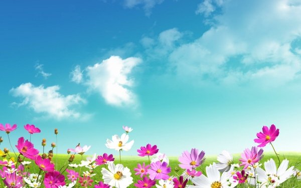 Artistic Spring Flower Cosmos Grass Purple Flower White Flower HD Wallpaper | Background Image