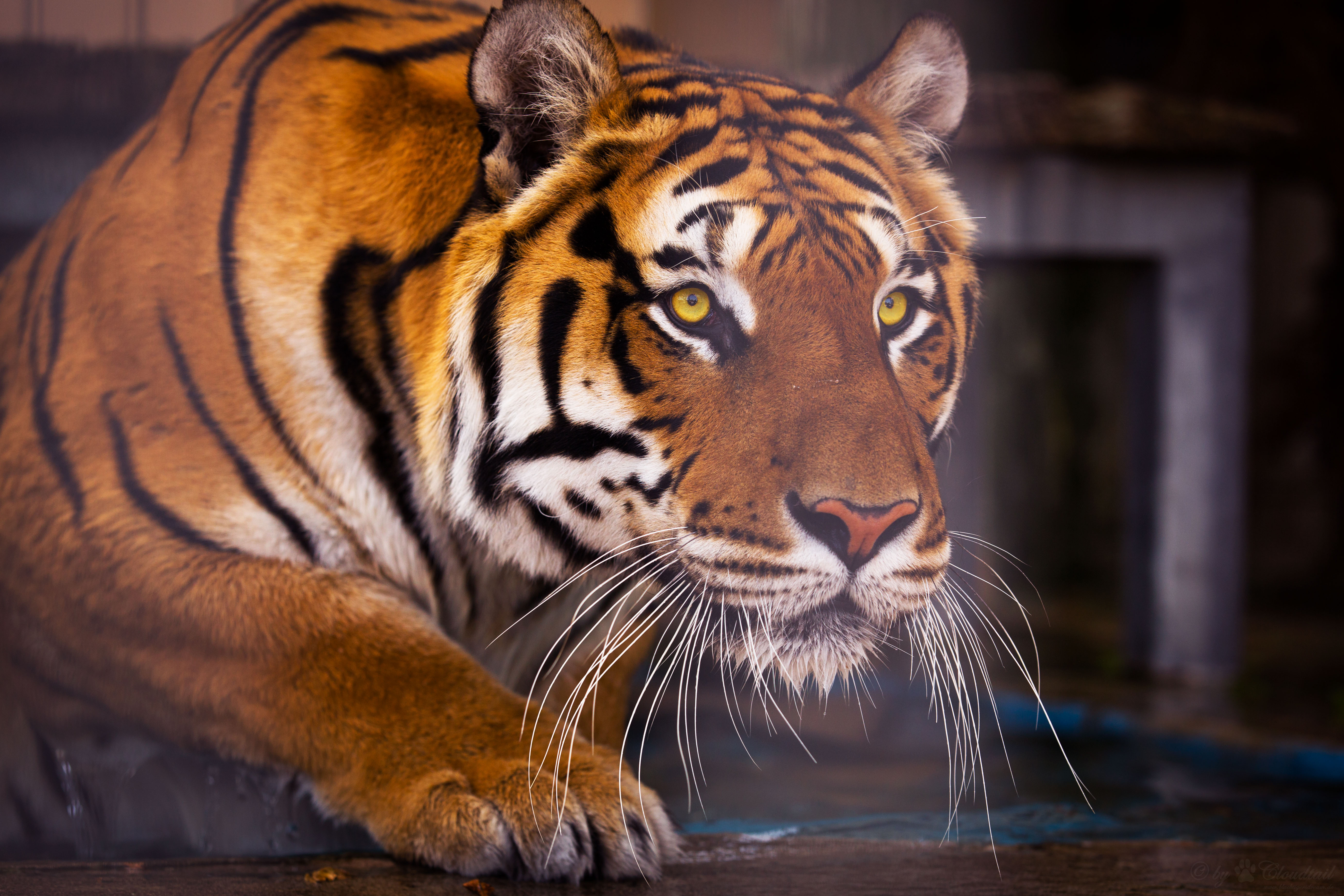 Animal Tiger 4k Ultra HD Wallpaper by Cloudtail the Snow Leopard