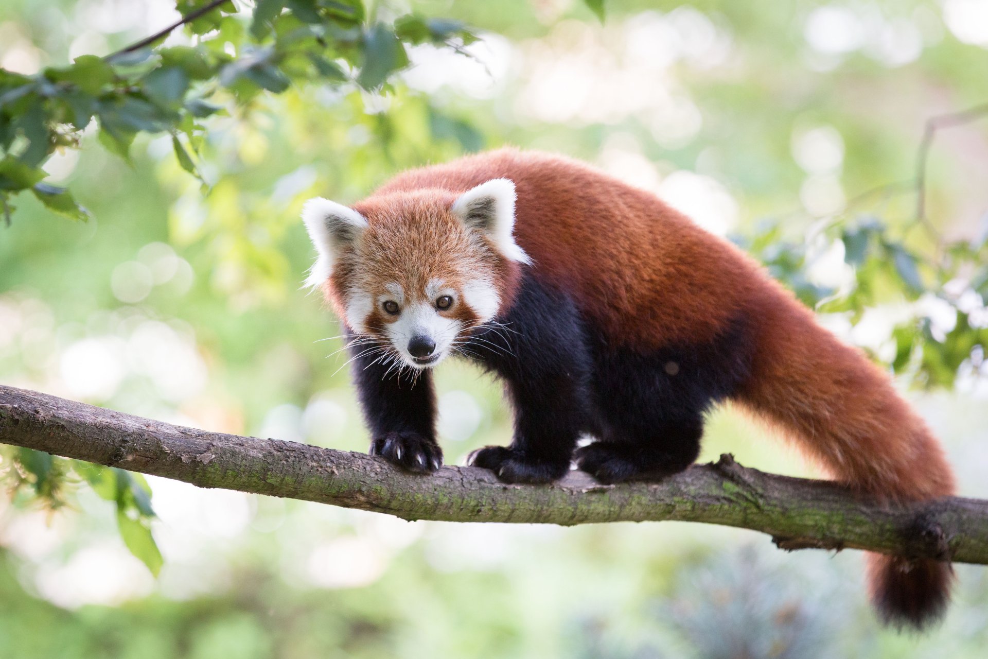 Animal Red Panda 4k Ultra HD Wallpaper by Cloudtail the Snow Leopard