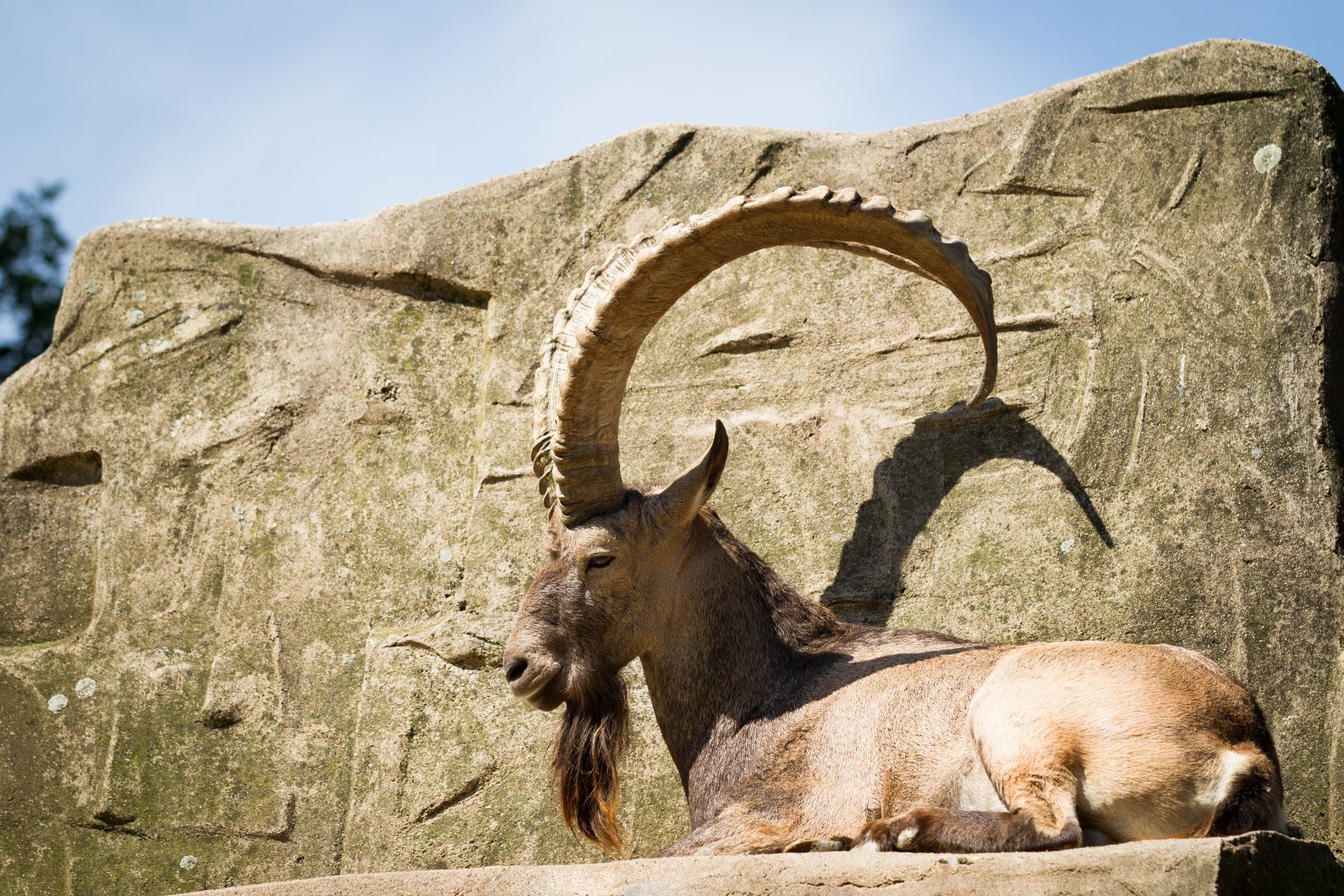 Download Animal Alpine Ibex 4k Ultra HD Wallpaper by Cloudtail the Snow Leopard