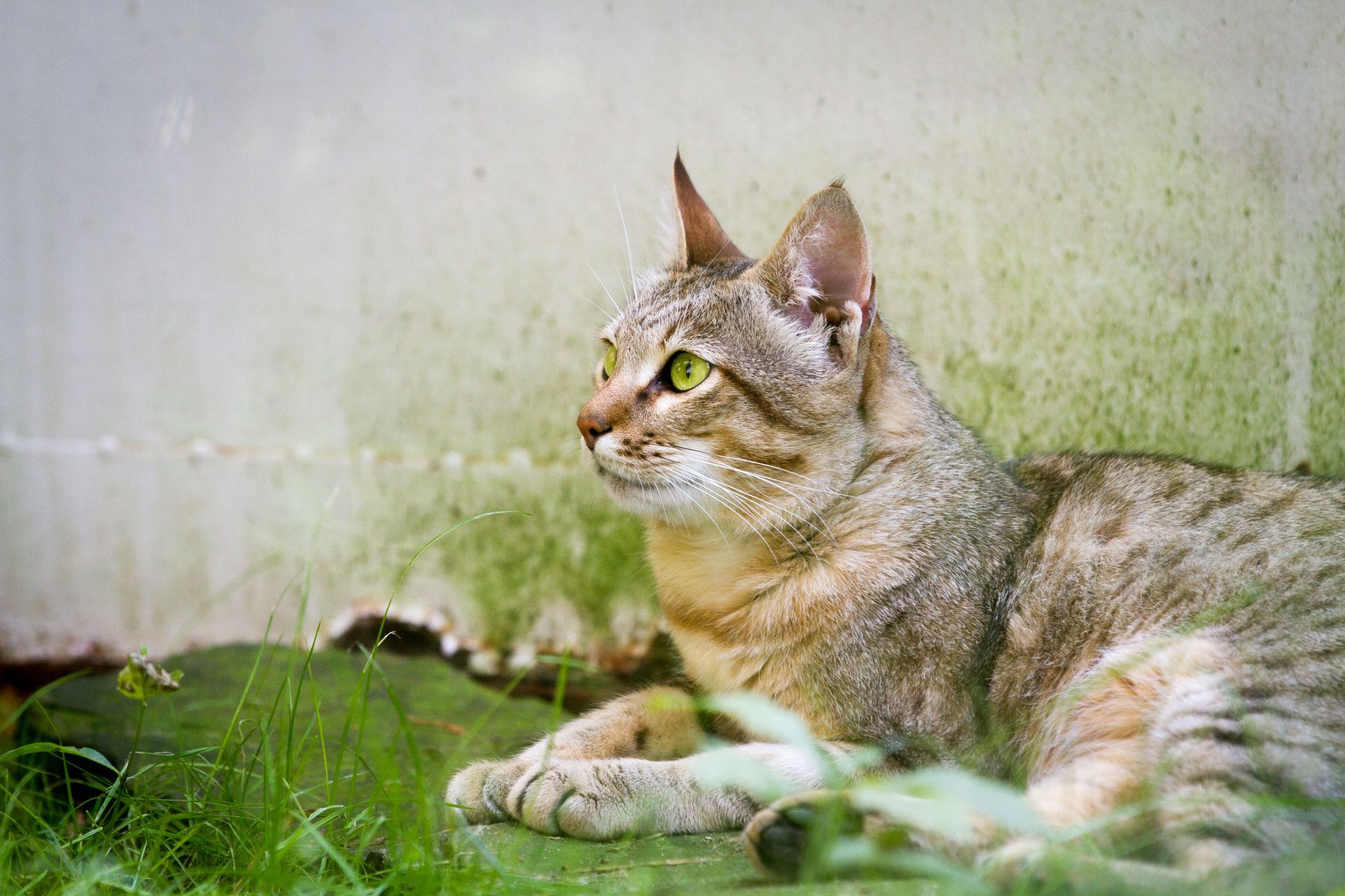 Download Cat Animal Wildcat 4k Ultra HD Wallpaper by Cloudtail the Snow Leopard