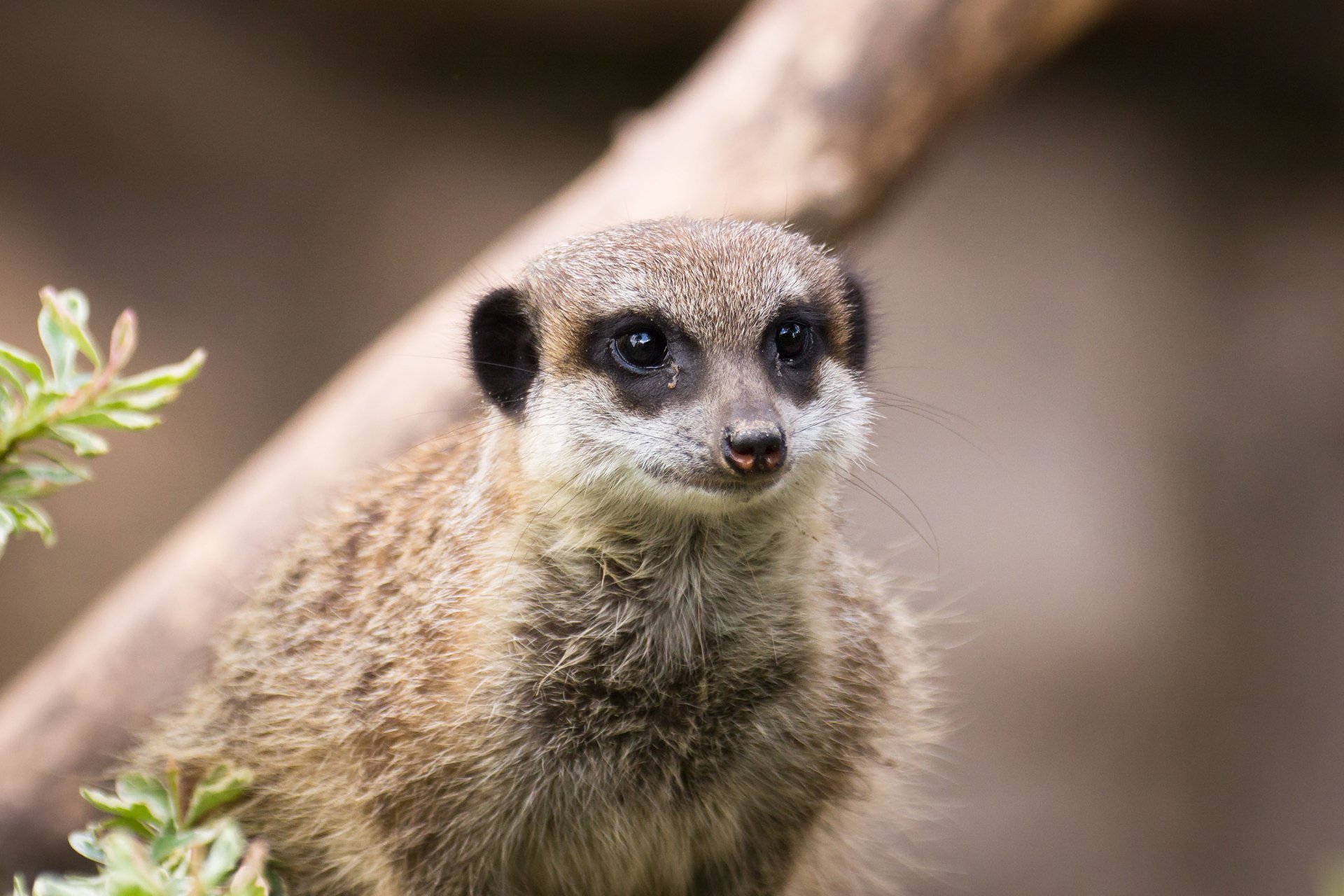 Close-up of a meerkat (mongoose, Animal) on a soft blurred background — 2K Quad HD PC desktop wallpaper.