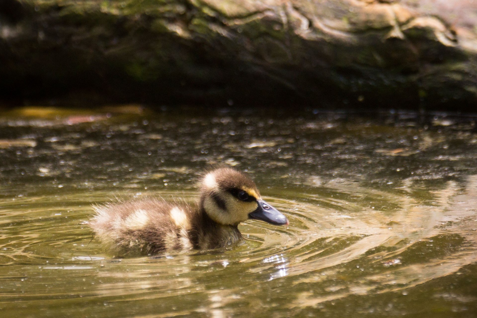 Download Duckling Animal Duck HD Wallpaper by Cloudtail the Snow Leopard