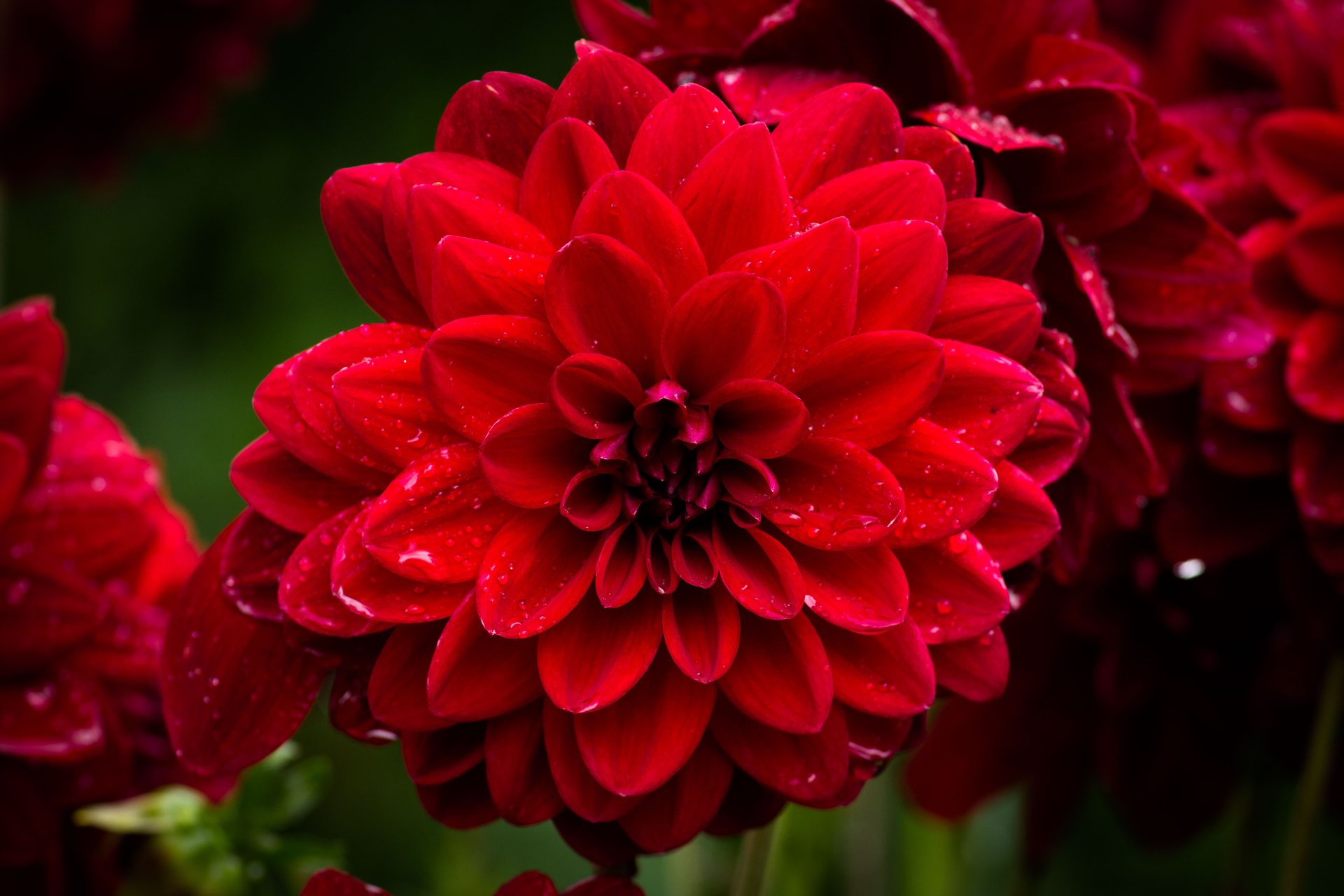 Download Dew Drop Red Flower Nature Flower Dahlia 4k Ultra HD Wallpaper by Cloudtail the Snow Leopard