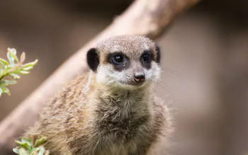 Wallpaper 1920x1080 Mongoose Look