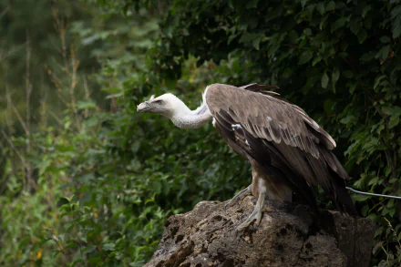 A vulture perched on a rock surrounded by dense greenery, captured in sharp detail for a 4K Ultra HD PC desktop wallpaper background.