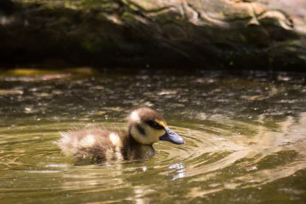 duckling Animal duck HD Desktop Wallpaper | Background Image