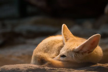 A close-up of a cute fennec fox curled up, captured in stunning 4K Ultra HD quality for a PC desktop wallpaper.