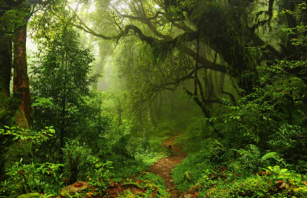 HD desktop wallpaper featuring a serene forest path surrounded by lush greenery, moss-covered trees, and dense foliage, bathed in gentle light.