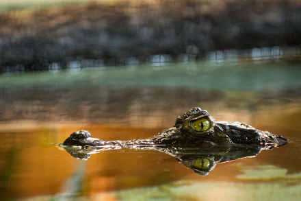 reptile Animal caiman HD Desktop Wallpaper | Background Image
