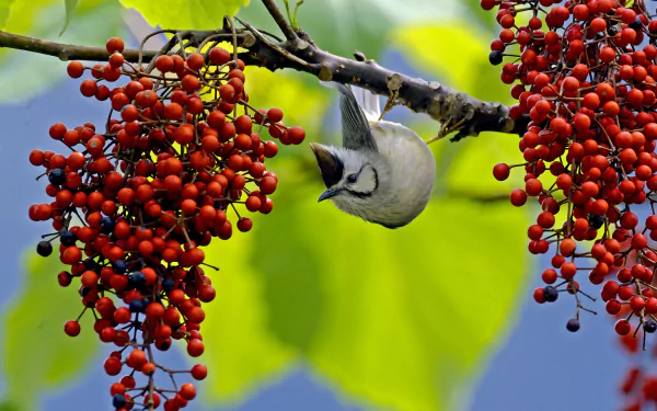 HD PC desktop wallpaper: Taiwan yuhina bird clings upside-down on a berry-laden branch, red clusters against a soft blurred green background.