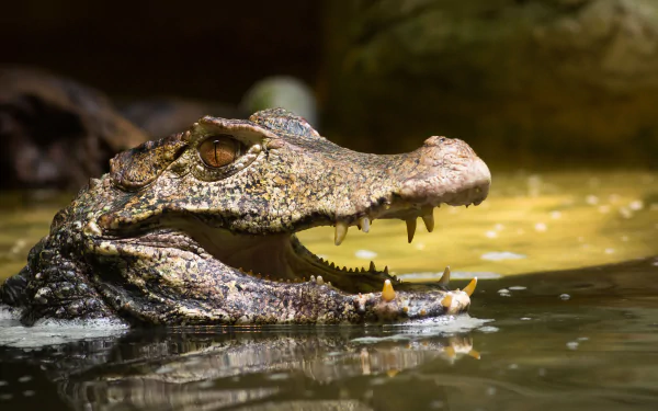  Dwarf caiman by Cloudtail the Snow Leopard