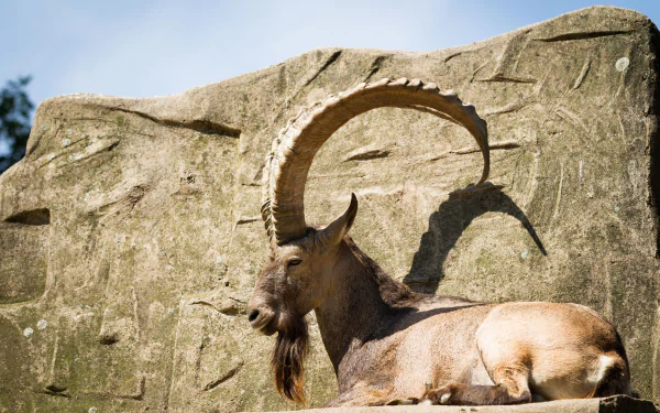 Animal alpine ibex HD Desktop Wallpaper | Background Image