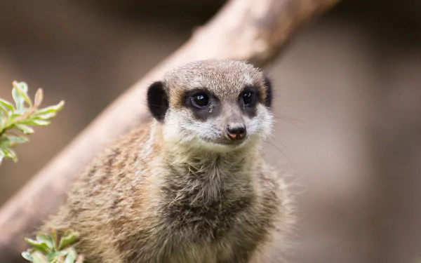 Close-up of a meerkat (mongoose, Animal) on a soft blurred background — 2K Quad HD PC desktop wallpaper.