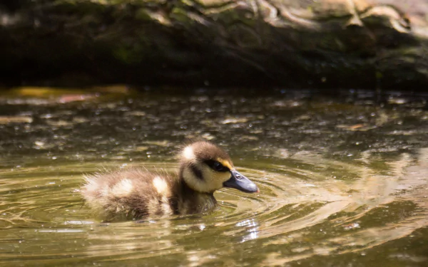 duckling Animal duck HD Desktop Wallpaper | Background Image
