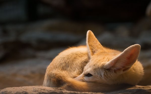 Animal Fennec Fox Cute HD Wallpaper | Background Image