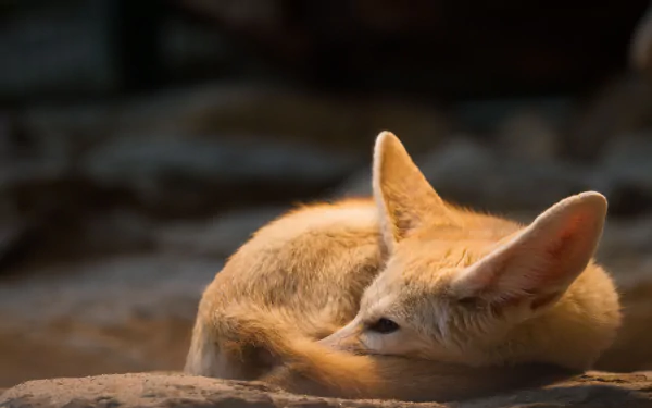 cute Animal fennec fox HD Desktop Wallpaper | Background Image