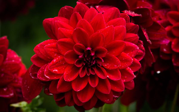 dew drop red flower nature flower dahlia HD Desktop Wallpaper | Background Image