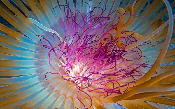Animal Jellyfish Close-Up HD Wallpaper | Background Image
