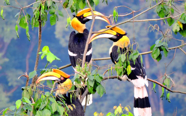  Rhinoceros Hornbills