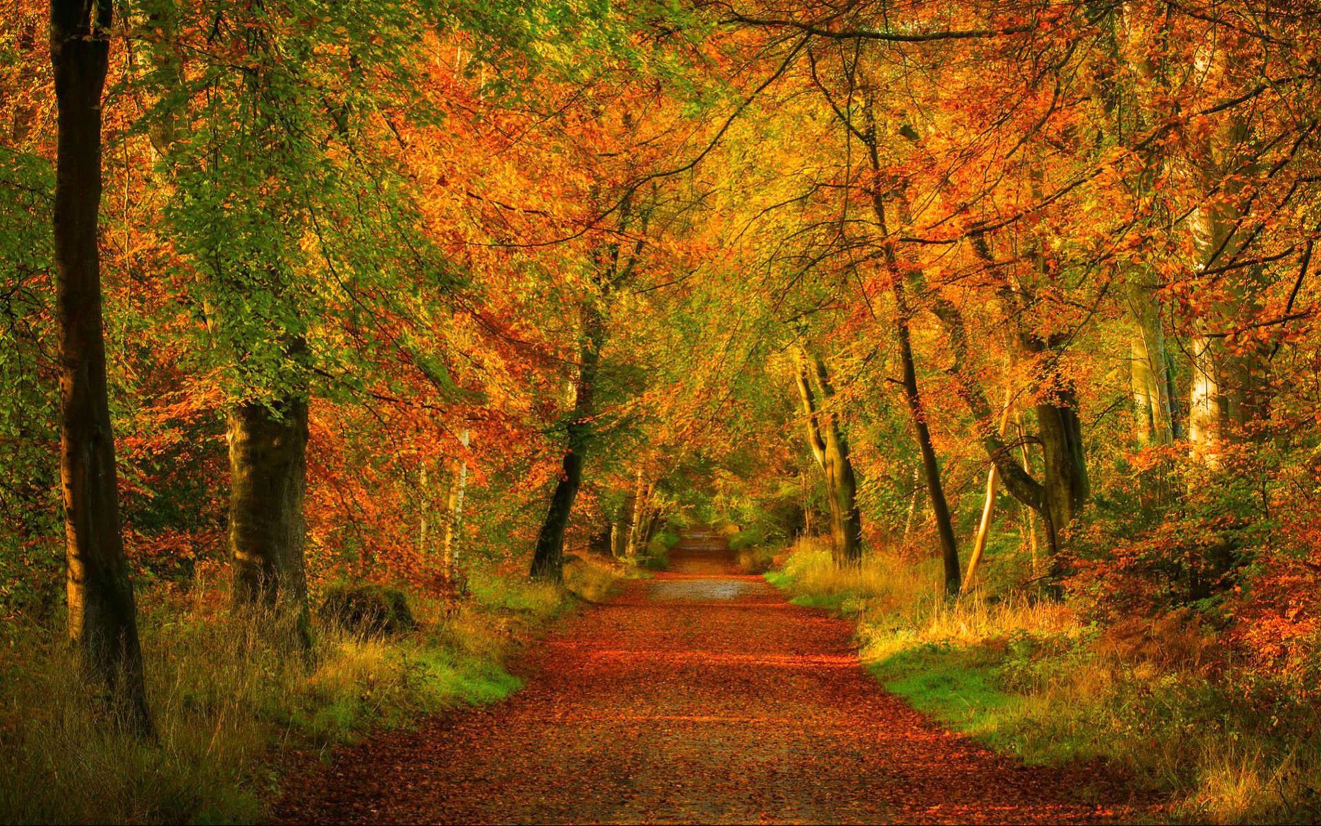 Path in Autumn Forest