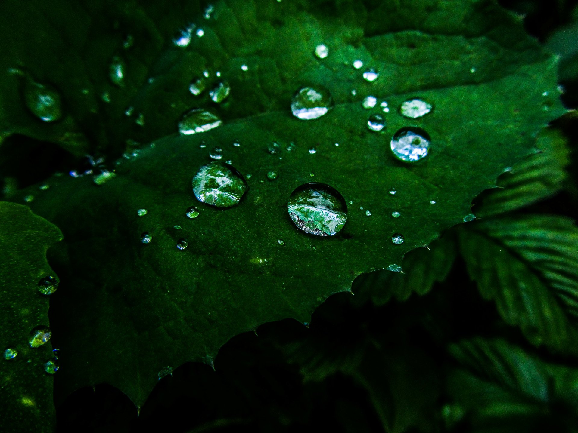 Download Nature Water Drop 4k Ultra HD Wallpaper by Vergilius