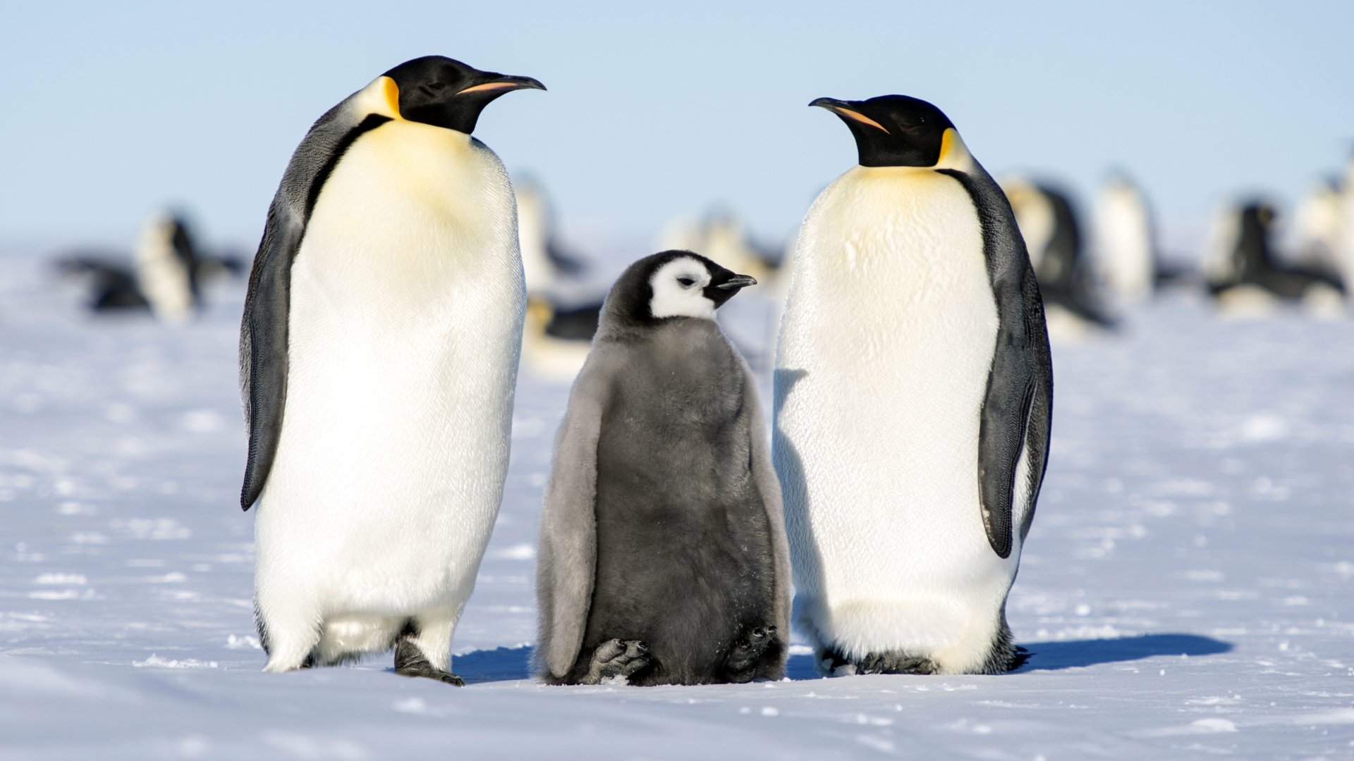 Emperor Penguin Trio 4K Ultra HD Animal Wallpaper 3840x2160 