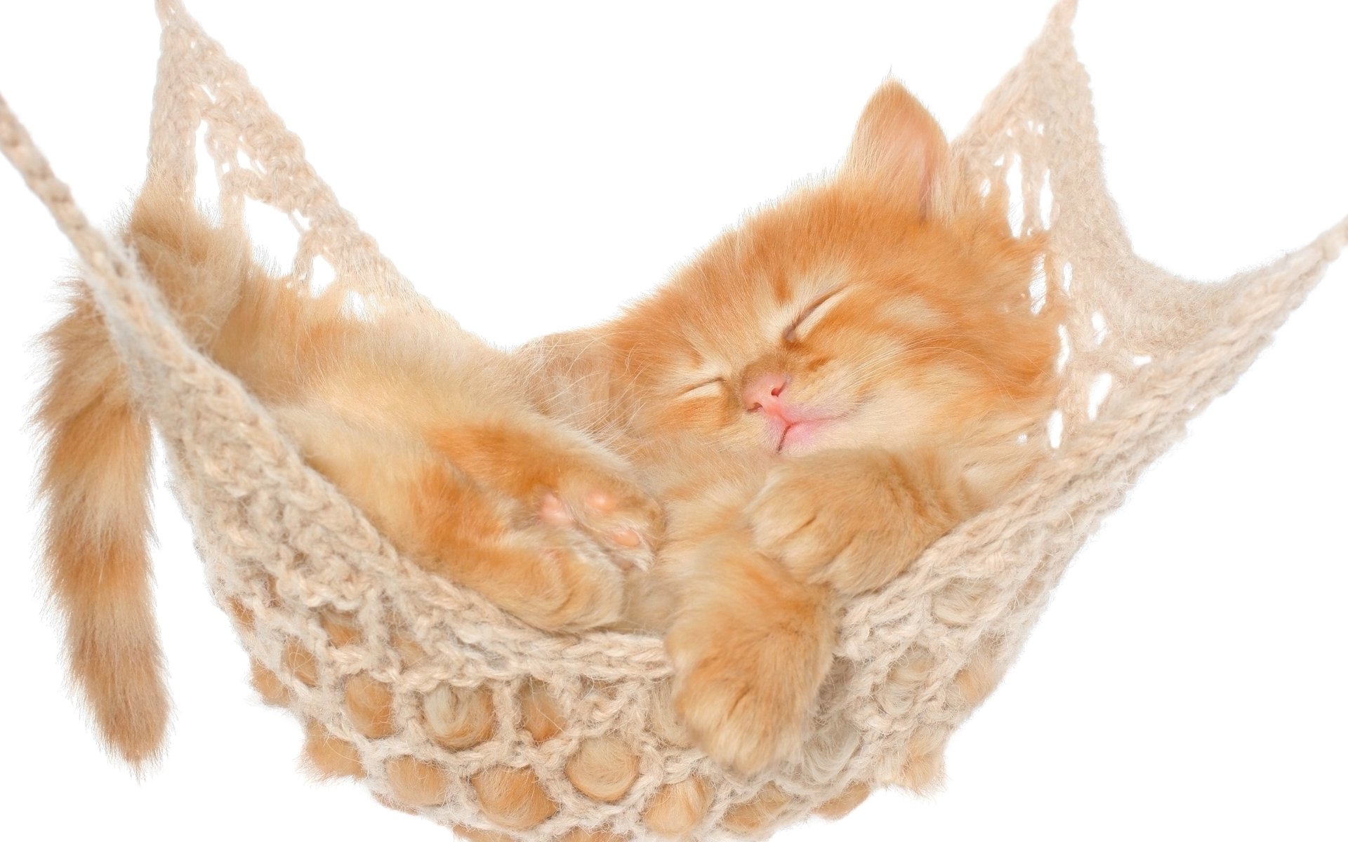 A cute orange kitten peacefully sleeping in a cozy hammock, captured in stunning 4K Ultra HD quality for a charming PC desktop background.
