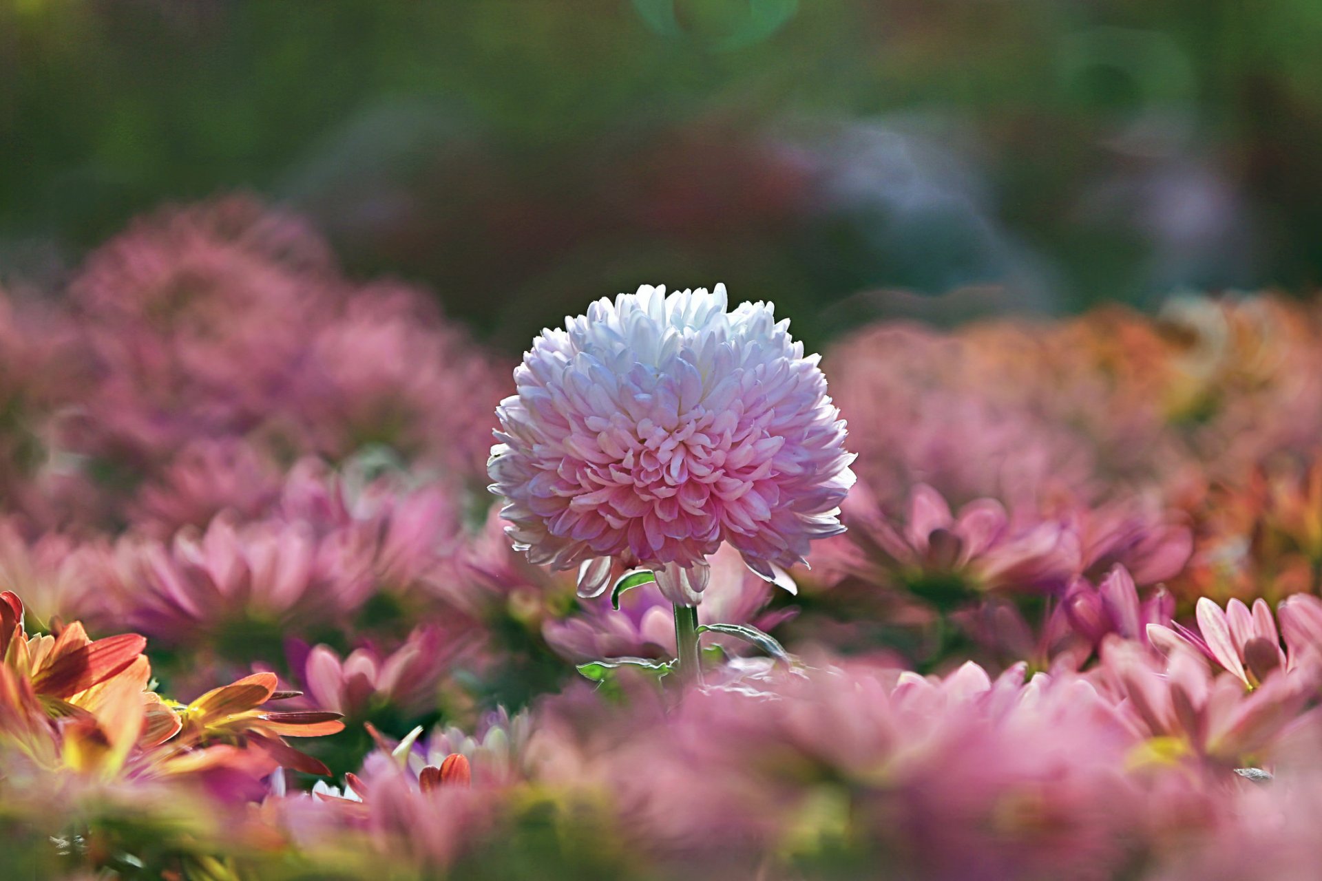 Download Blur Pink Flower Flower Nature Chrysanthemum HD Wallpaper by