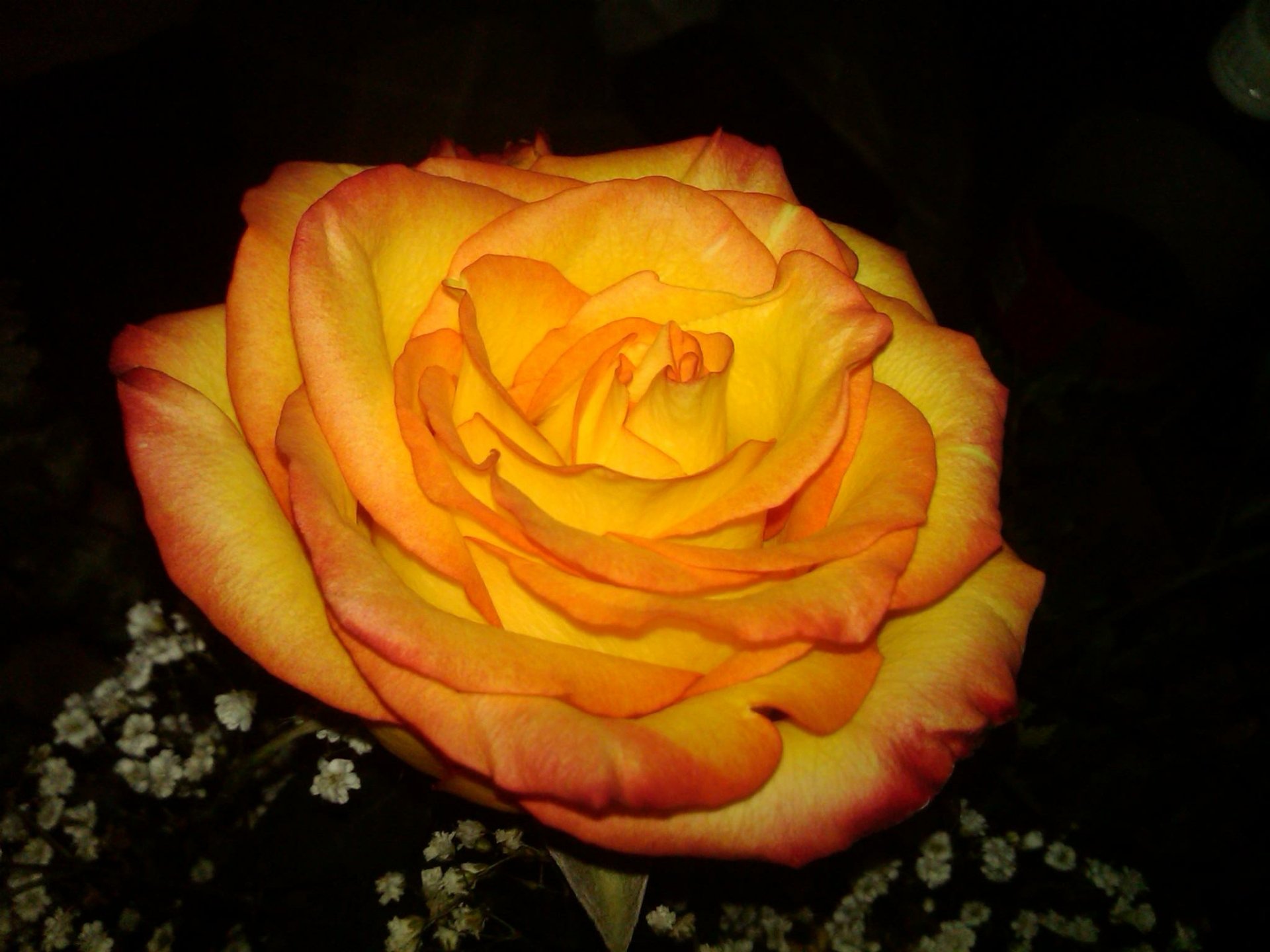 Sunburst Rose — HD Close-Up Nature Wallpaper | 2048x1536 | Wallpaper Abyss
