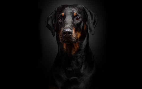 Animal Rottweiler Dogs Dog Close-Up HD Wallpaper | Background Image