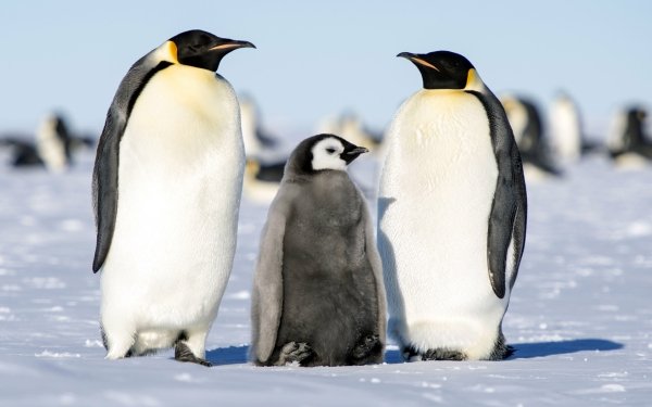 Animal Emperor Penguin Birds Penguins Penguin HD Wallpaper | Background Image