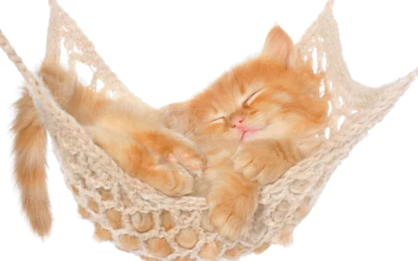 A cute orange kitten peacefully sleeping in a cozy hammock, captured in stunning 4K Ultra HD quality for a charming PC desktop background.