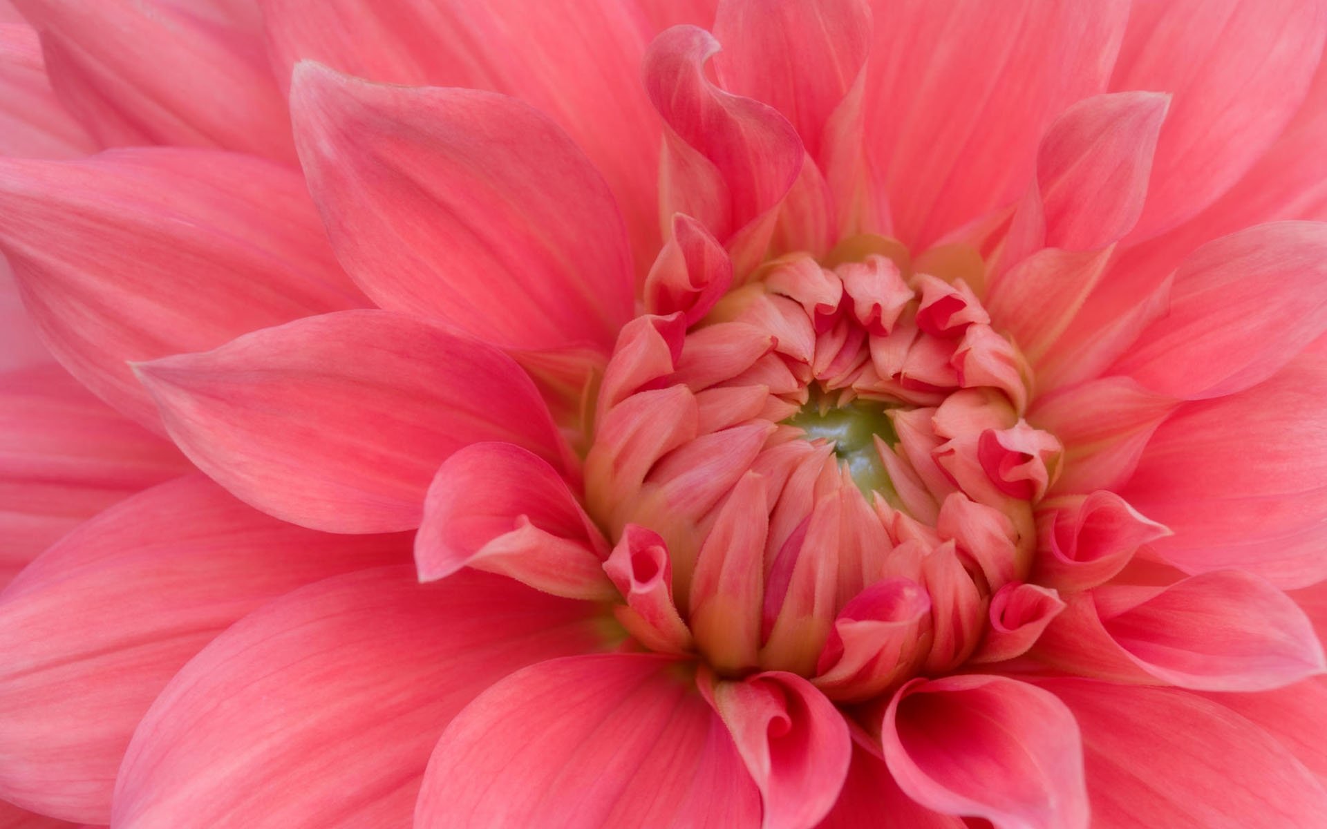 Pink Dahlia Fond d’écran HD | Arrière-Plan | 1920x1200 | ID:688159