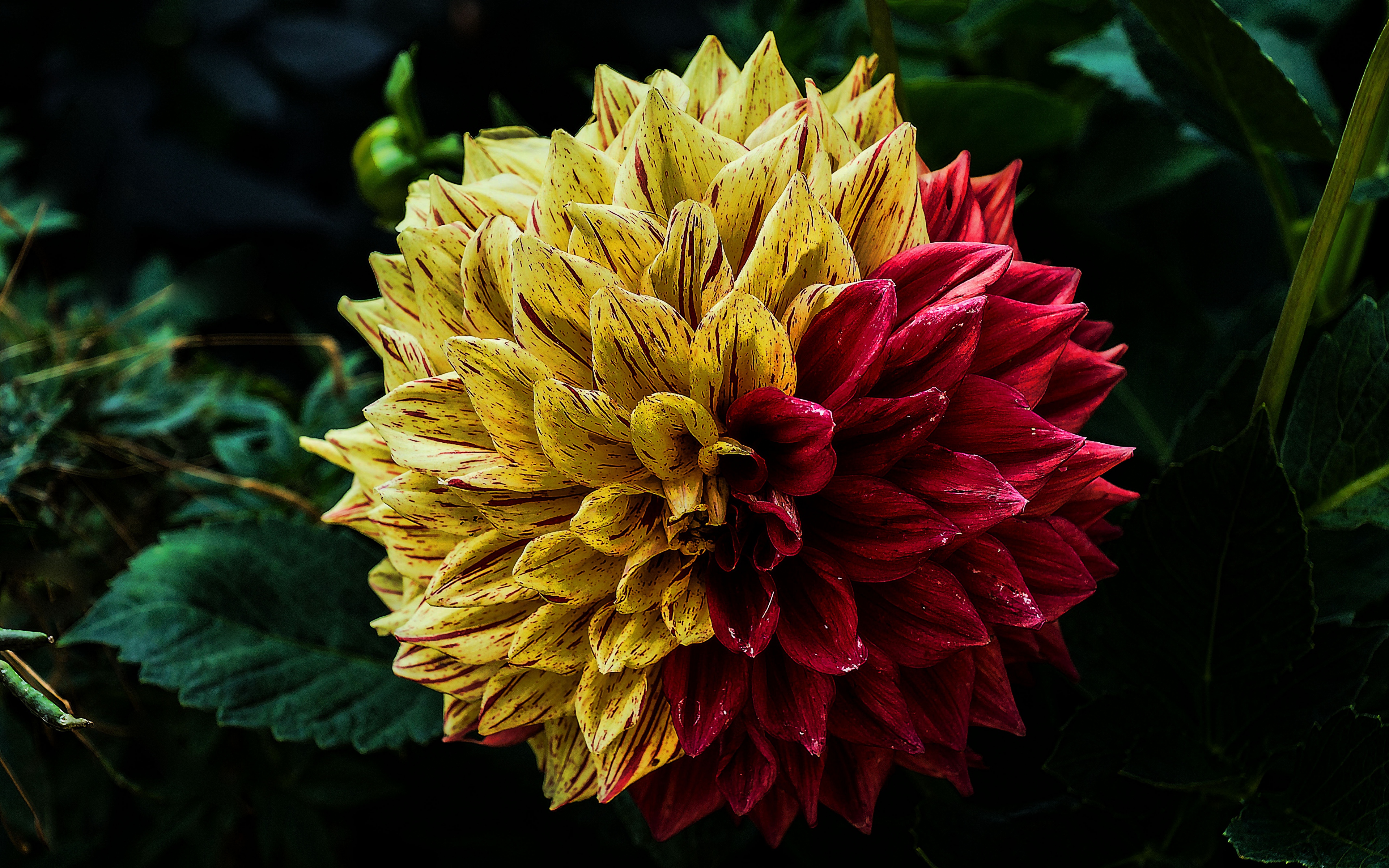 Dahlia Flower dahlias HD wallpaper  Pxfuel