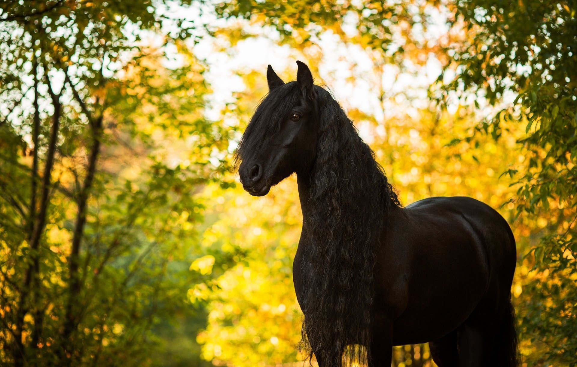 A majestic black horse stands amidst a vibrant backdrop of autumn foliage, captured in stunning detail with a soft bokeh effect, creating an enchanting HD desktop wallpaper.