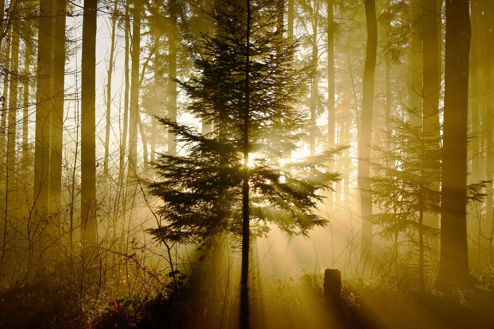 Nature Sunbeam HD Wallpaper