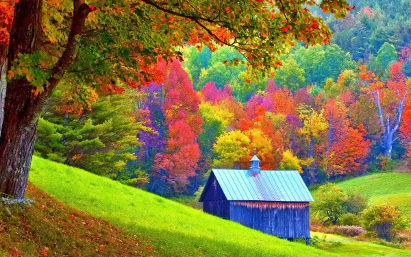  Shed in Autumn Forest