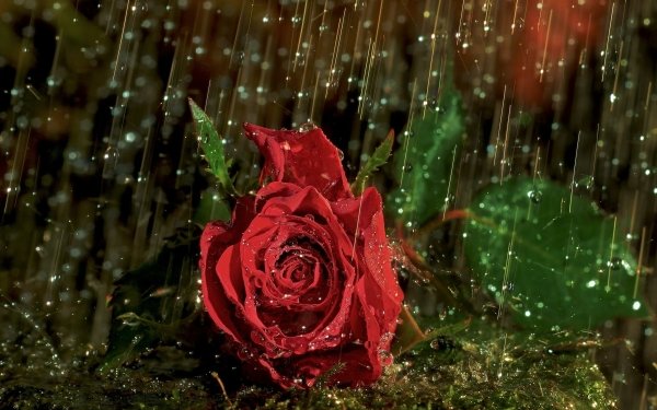 Nature Rose Flowers Close-Up Rain Red Flower HD Wallpaper | Background Image