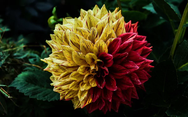 Close-up of a vibrant dahlia with half yellow and half red petals, detailed in 4K Ultra HD quality against a dark green leafy background.