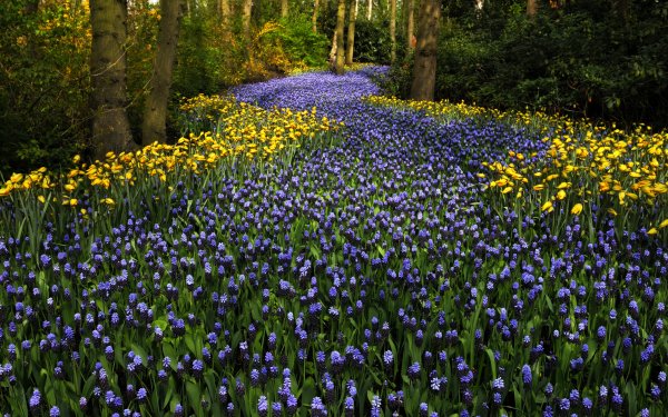 Earth Flower Flowers Park Hyacinth Tulip Nature Netherlands Yellow Flower Purple Flower HD Wallpaper | Background Image