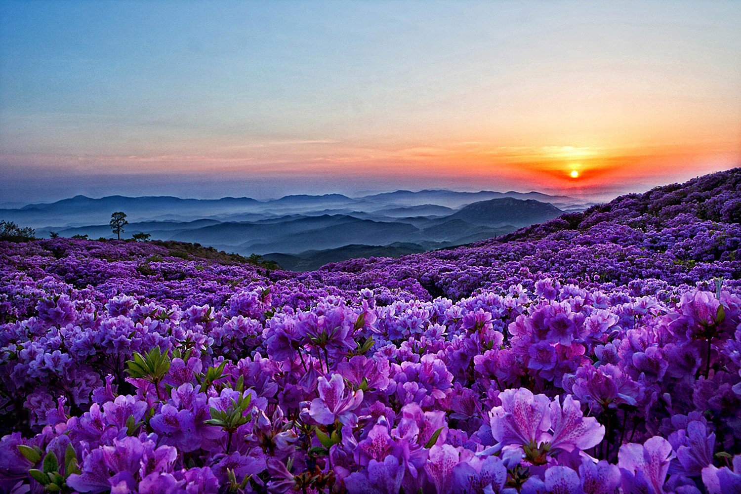 Download Purple Flower Mountain Spring Nature Flower Wallpaper