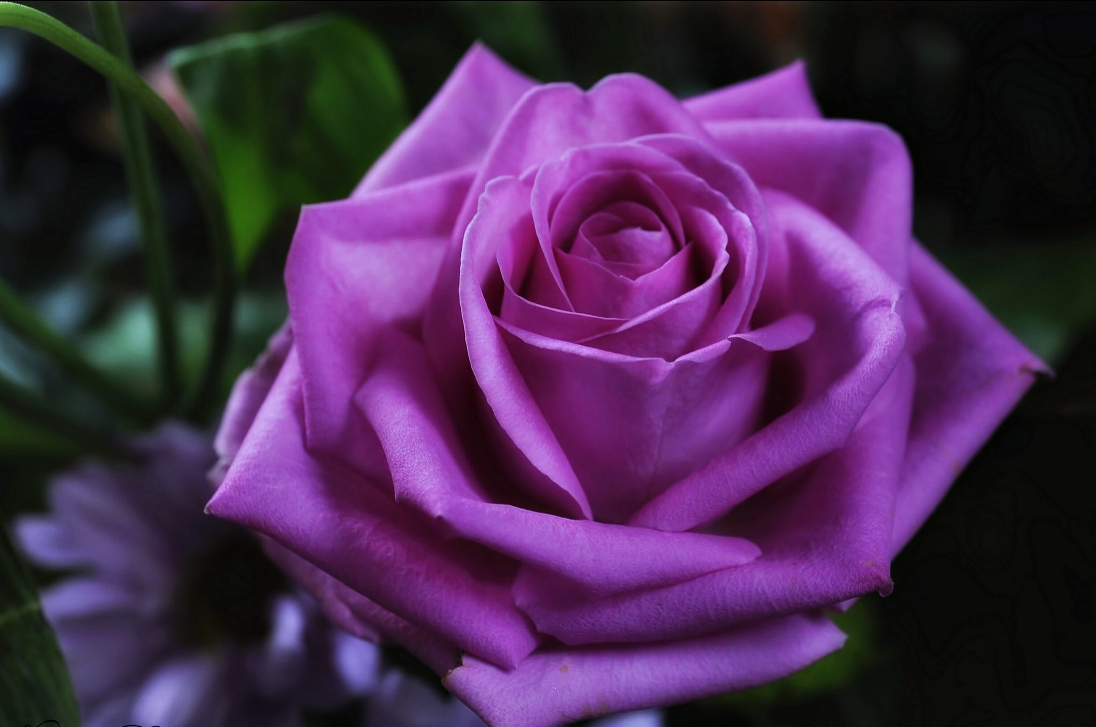 Download Purple Flower Close-up Flower Nature Rose 4k Ultra HD Wallpaper